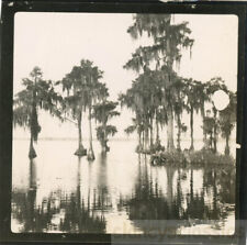 1948 Everglades Florida Reflection in Water Trees picture