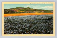 CA-California, Wild Flowers, Springtime, Antique, Vintage Postcard picture