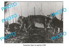 OLD 8x6 PHOTO FEATURING TASMANIAN TIGER IN CAPTIVITY c1900 picture
