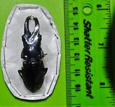 Uncommon Peruvian Stag Beetle Cantharolethrus steinheili Male FAST FROM USA picture