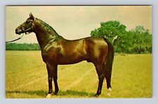 FL- Florida, Leading Stallion, Antique, Vintage Souvenir Postcard picture