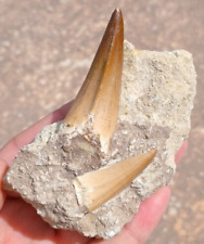 Stunning piece 2×1 mosasaur tooth in the original matrix fossils dinosaur picture