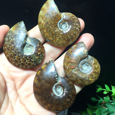 4pcs 80g Natural polishing conch ammonite fossil specimens of Madagascar 156 picture