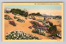 CA-California, Wild Flowers On The Desert, Antique, Vintage Postcard picture
