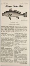 1948 Magazine Picture Article Know Your Fish Channel Bass by Hedley Gillings picture