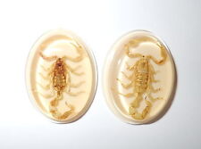 Insect Cabochon Golden Scorpion Oval 41x31 mm Amber White Bottom 2 pieces Lot picture