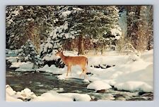 Tomah WI-Wisconsin, General Greetings, Deer in Winter, Antique Vintage Postcard picture