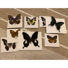 8 Pcs Real Natural Butterfly Specimen Taxidermy Butterfly Artwork Gift Home Deco picture