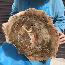 7660G Huge Natural Fossil wood Slice Stone Specimens Quartz Crystal Heals 11 picture