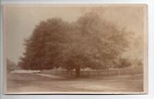 1890 Boudoir Cabinet Photo of  Giant Oak Tree in Thomasville Georgia picture