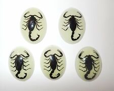 Insect Cabochon Black Scorpion Specimen Oval 30x40 mm Glow 5 pieces Lot picture