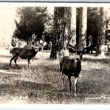 c1940s Hunting Deer? RPPC 