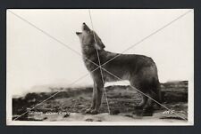 Senor Don Coyote Howling Pose New Mexico 1924-1929 RPPC Postcard Antique Vintage picture
