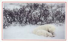 Polar Bear - National Geographic Society Unposted 3'5x6 Postcard picture