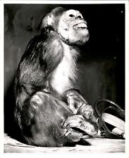 LD322 1953 Original Photo HE'S ONE OF THE HOLDUP GANG SHERIFF CAPTIVE MONKEY picture