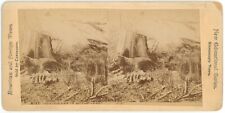 c1890's Rare Real Photo Stereoview Card #3137 Moutain Lion Growling in Brush picture