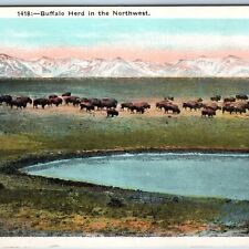 c1910s Buffalo Herd in Northwest John W. Graham Spokane, Wash. Nature Bison A217 picture