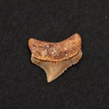 Chubutensis Shark Tooth Fossil 100% Authentic picture