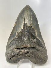 Megalodon Shark Tooth 5.75” Huge - Thick - Lower Jaw Fossil 14632 picture