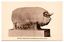 Vintage Middle White Sow Sculpture, Field Museum of Nat. History Postcard picture