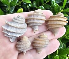 Lot Of 5 Ecphora Fossil Shell Lee Creek North Carolina Shark picture