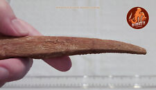 Hybodus Shark Dorsal Spine - Fossil picture