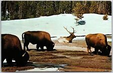 1961 Buffalo And Elk Grazing Together Yellowstone National Park Wyoming Postcard picture