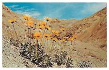 Death Valley California c1960's Panamint Daisy, desert flower picture