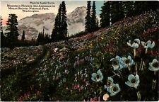Mountain Flower the Anemone Mount Rainier National Park WA Divided Postcard 1913 picture