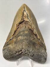 Megalodon Shark Tooth 6.03” Huge - Authentic Fossil - Monster 11024 picture