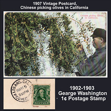 1907 Vinyage Postcard,Chinese picking olives in CA, Rare Washington 1 cent stamp picture