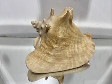 Seashell Large Size From Collection Rare and Beautiful picture
