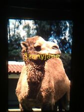2B08 Vintage 35MM SLIDE Photo CLOSE-UP CAMEL HEAD NECK HUMP SUNNY DAY picture