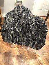 orthoceras fossil 24”x30” piece with stand. Outstanding condition  picture