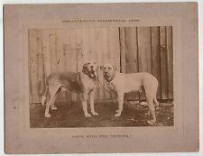 TWO HUGE LABRADOR /  RETRIEVER DOGS ~ KORONA CAMERA ~ GUNDLACH OPTICAL ~ c -1890 picture