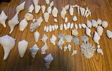 Florida fossil Shell Lot picture
