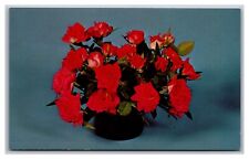Visalia CA California Miniature Roses Sequoia Nursery Chrome Postcard picture