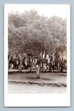 RPPC 1940'S. SAUSAGE TREE. HAWAII. POSTCARD. GG17 picture