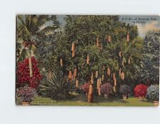Postcard Sausage Tree Riviera Gardens Miami Florida USA picture