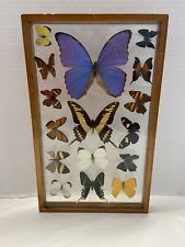 16 Real Butterfly Collection Taxidermy Display Wood Framed vintage picture
