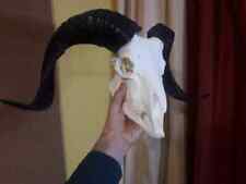 Ram skull with jaw. High quality replica ram skull with long twisted black horns picture