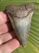 Natural Beautiful 2.40” Hastalis Mako Tooth Fossil Shark Teeth picture