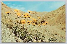 Death Valley California, Panamint Mountains & Daisies, Vintage Postcard picture
