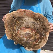 7660G Natural Petrified Wood Fossil Crystal Polished Slice Madagascar 11 picture