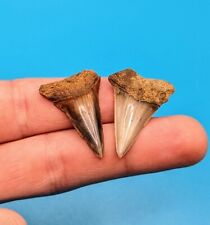Incredible Pair Of Large Glossy Mako Shark Teeth Rare Florida Eocene picture
