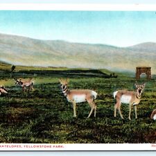 1920s Yellowstone Park Antelopes Haynes Photo Postcard Park Animals WY A32 picture