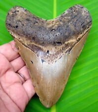MEGALODON SHARK TOOT - 4.68”- SHARKS TEETH - REAL FOSSIL - NO REPAIR - MEGLADONE picture