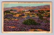 CA-California, Wild Flowers on Desert in Winter, Vintage Souvenir Postcard picture