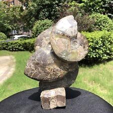6LB TOP Natural Beautiful ammonite fossil conch Crystal specimen heals 1599 picture