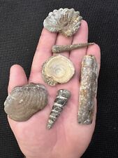 Cretaceous Period Super Fossils From North Mississippi picture